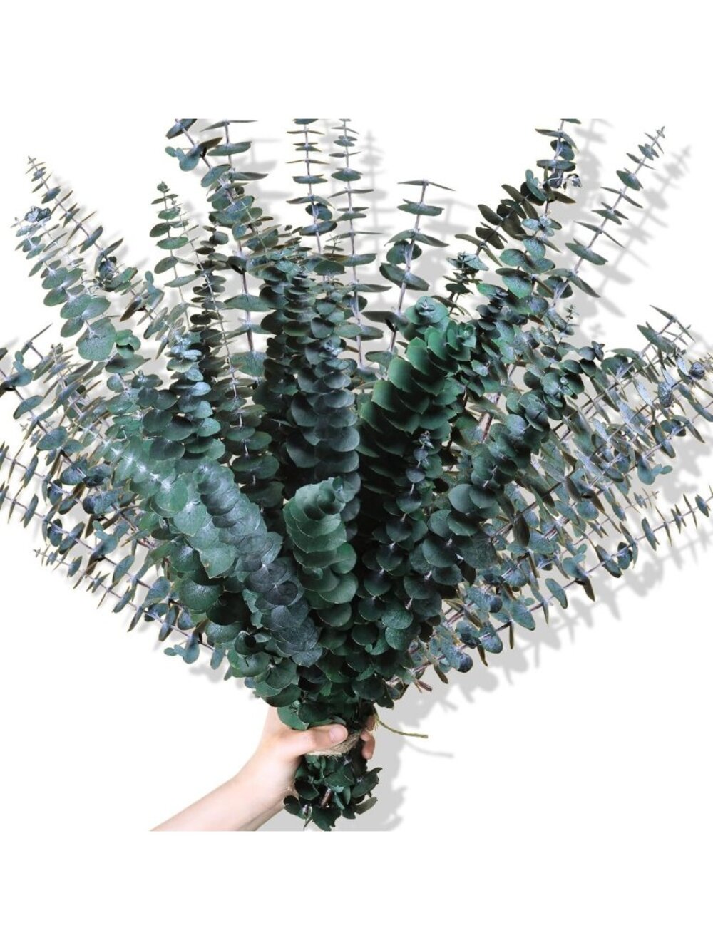 Dried Eucalyptus Stems Shower Bundle - 30 Real Eucalyptus Stems for Home Decor